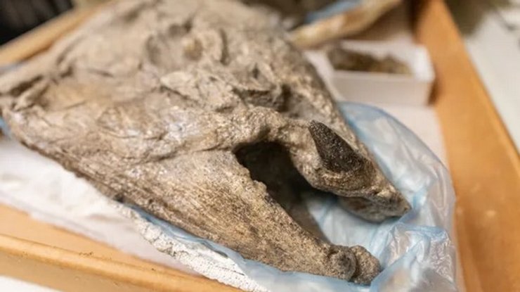 стародавній лосось