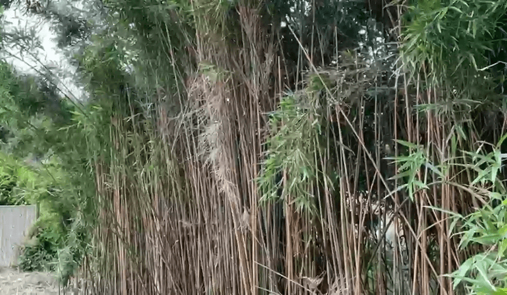 Дом с садом, сад, красный флаг, красивый дом, уютный дом, домашний сад, бамбуковый заросли, опасное растение, отказалась от покупки дома, дом мечты