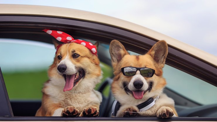 собаки, машина, фото