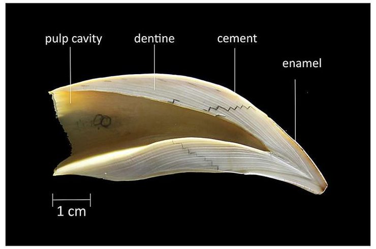тюлени, морские львы, зубы морских львов