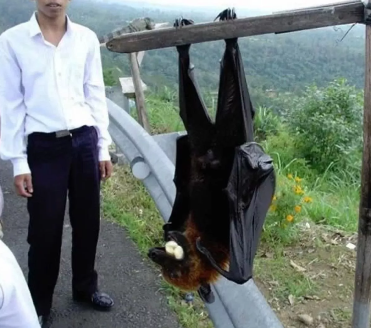 Гигантская золотистая летучая мышь, летучая лиса, птица, странные звери, аномалии, Филиппины, фото, курьезы