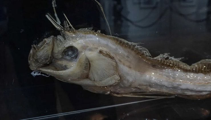 Сельдяной король