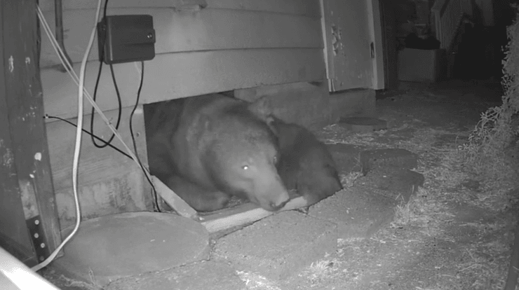 Медведь залез в подвал дома, огромный медведь, медведь пробрался в дом, скреб когтями стены
