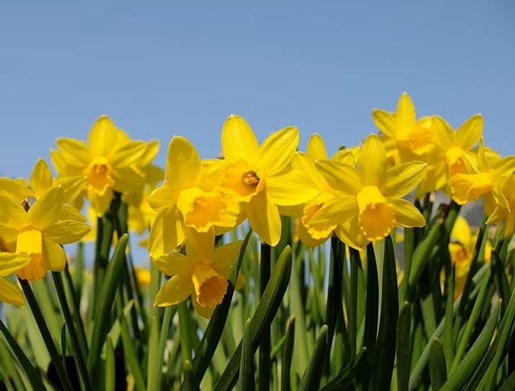 Нарцисс опасен для детей и животных.