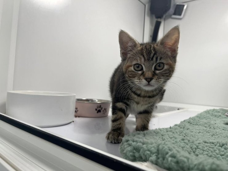 Котів покинули із запискою