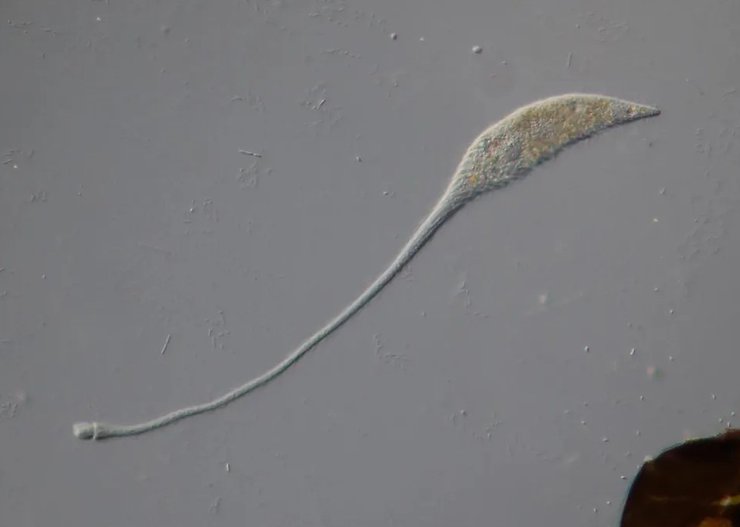 мікроб ло-несс одноклітинне