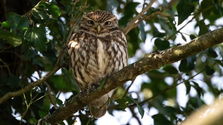 Самець маленької сови безуспішно шукає пару