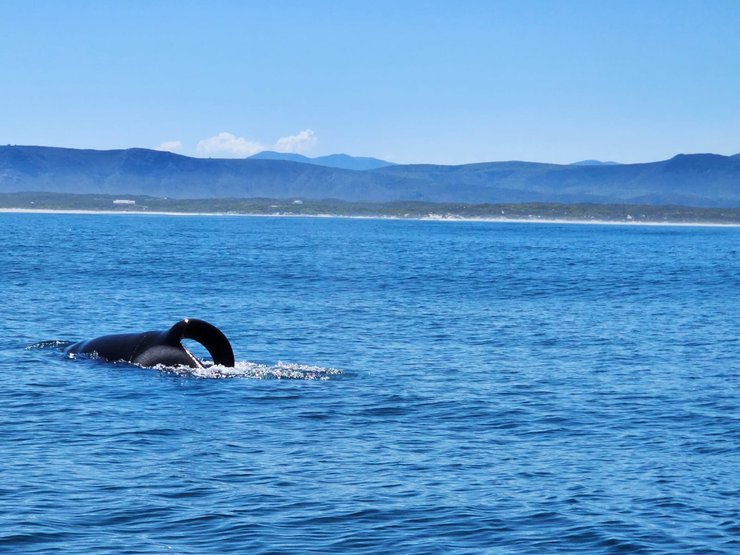 косатка проти акули