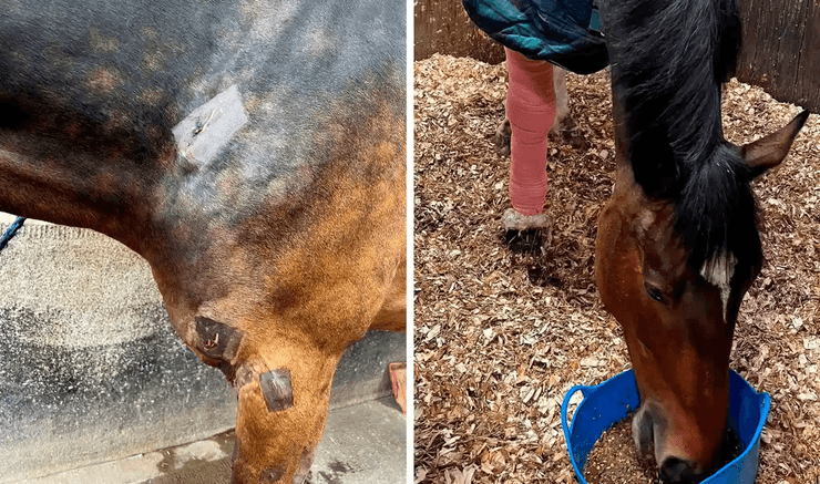 Лошадь, конь, скакун, укус, травма