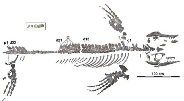 голубой дракон Вакаяма