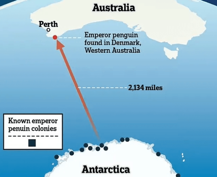 Путь, который преодолел пингвин
