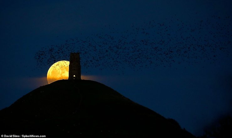 Волчья Луна, Гластонбери, Великобритания