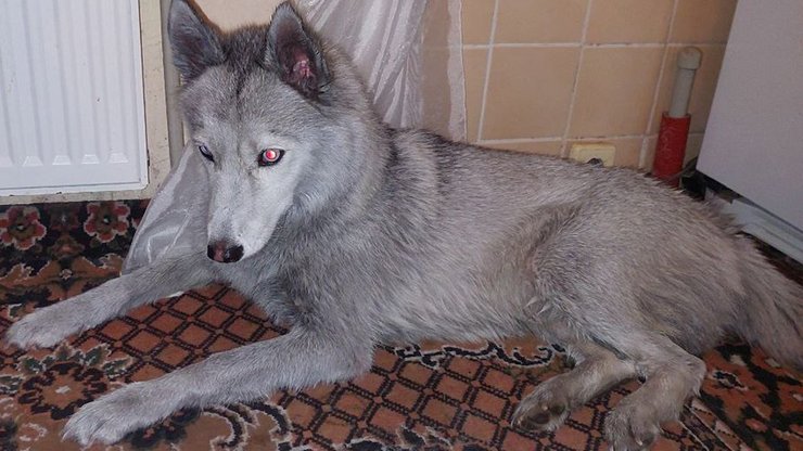 Хаски Бони, Хаски Ровно, спасли собаку, собака Ровно, собака пожар, домашний питомец