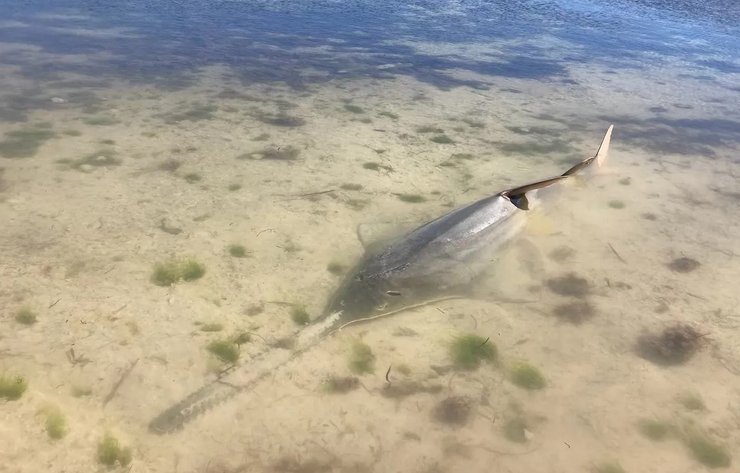 флорида-кис рыба пила