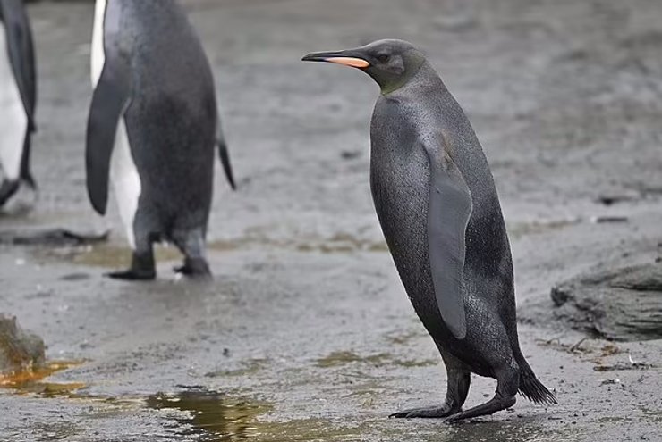 пингвин, пингвин меланизм, пингвин черный