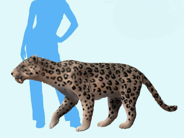 Нимравиды, размер, сравнение с человеком