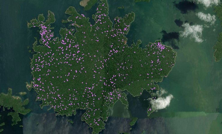 обезьяны карта перемещение