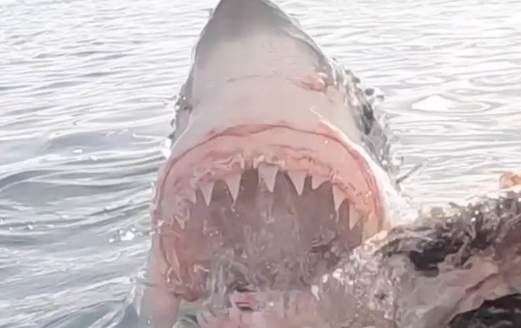 біла акула, Media Drum World