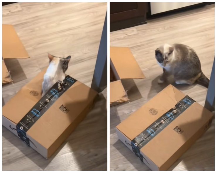 кот коробка