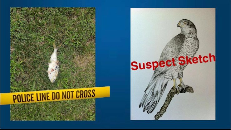 сша, рыба, птица, отключение света