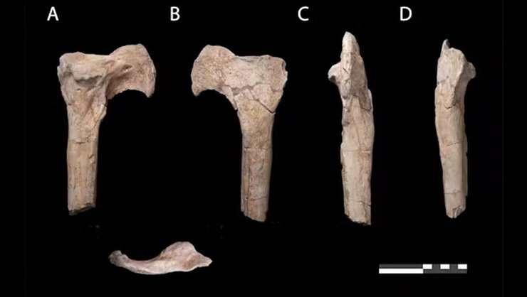 динозавры кости окаменелости