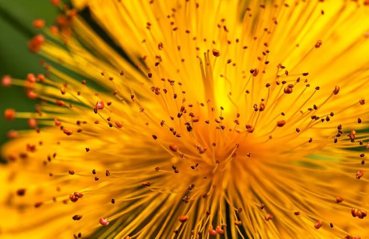 квіти, дієта, печерні люди, палеоліт, первісні люди, доісторичні люди, печерні люди, історія їжі, історія людства, що їли первісні люди, що їли первісні люди