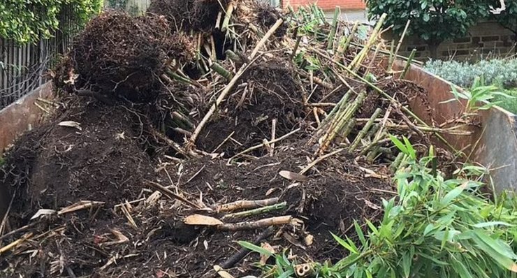 бамбук, бамбуковий гай, зарості бамбука