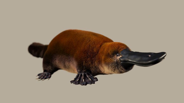 древний утконос, Patagorhynchus pascuali