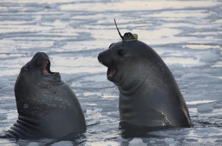 морские тюлени антарктида устройство