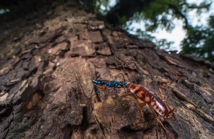 Оса, таракан, Ampulex compressa