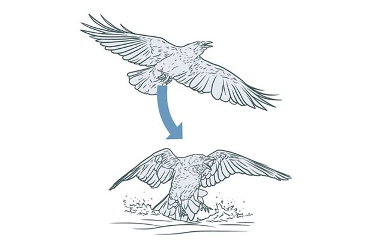 птица, Земля, рисунок