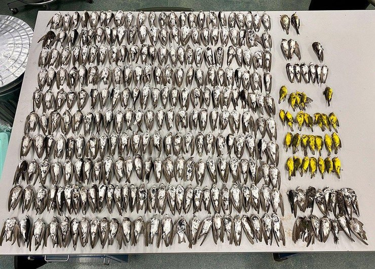 умирание птиц, голодание, несезонные холода