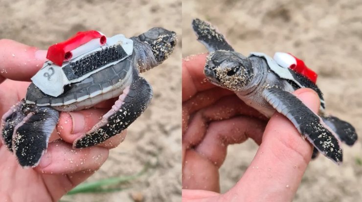 черепаха, дитинчата черепах, черепахи дитинчата, черепахи дитинчата