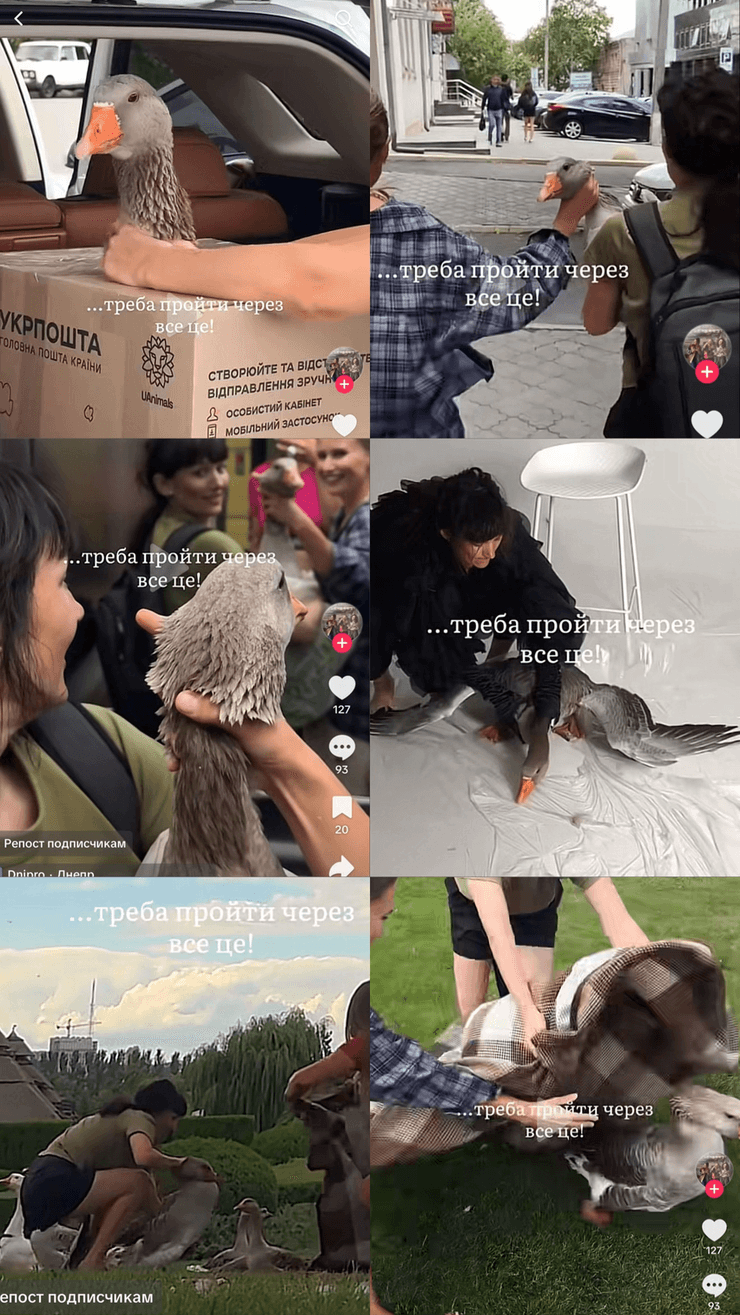 Скандал в Днепре из-за фотосессии с гусем из-за скандала