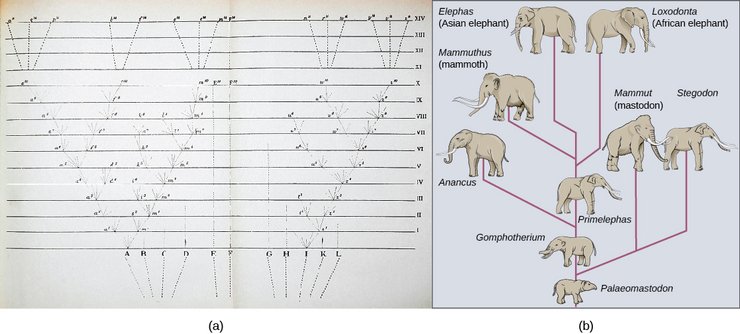 схема, слони, видоутворення