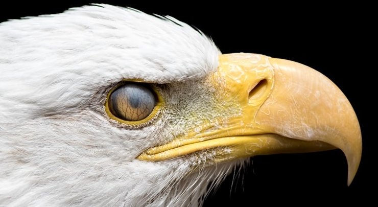 орлан око повіка повіка птах