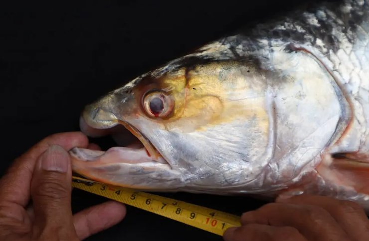 Странная рыбалка, рыбалка, лососевый карп, карп из Меконга, рыба-призрак, голова