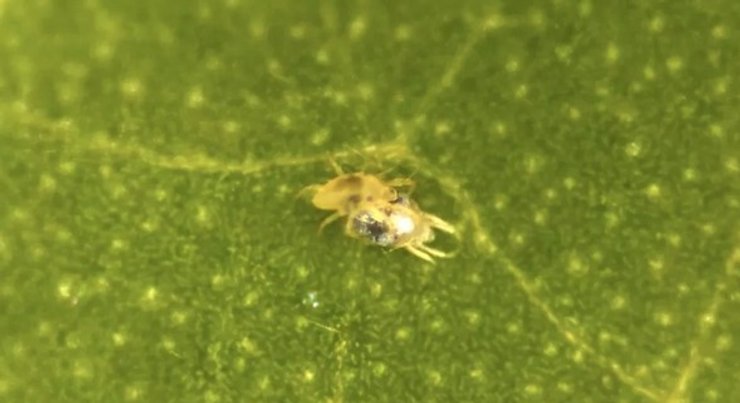 клещи, спаривание