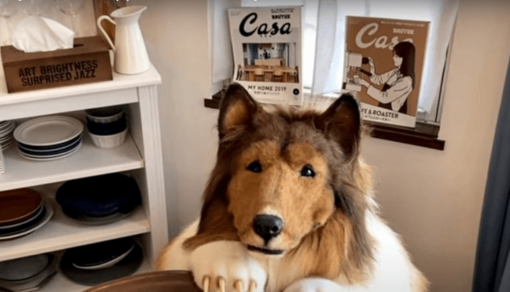 Японець у костюмі собаки, костюм, костюм собаки, костюм коллі, почувається собакою, став собакою, послідовники, Токо