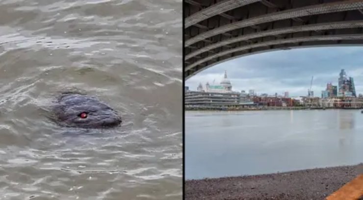 Неизвестное существо, река, объект, фото загадочного существа, малыш Годзилла, Темза