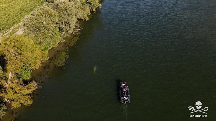 Во Франции пытаются спасти кита белуху. кит белуха в реке сена.