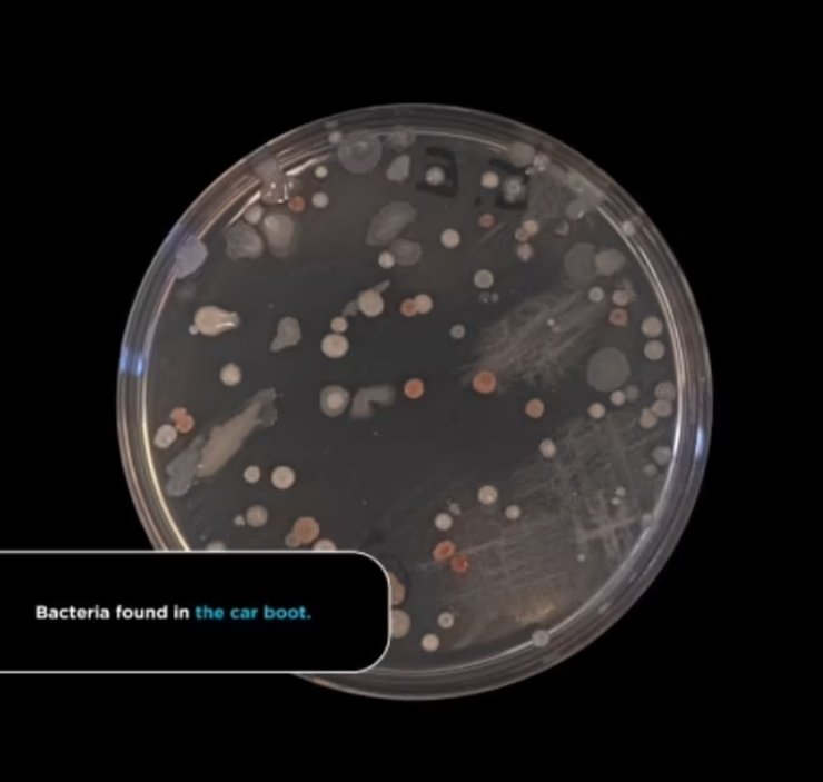 бактерии, автомобиль, машина, багажник