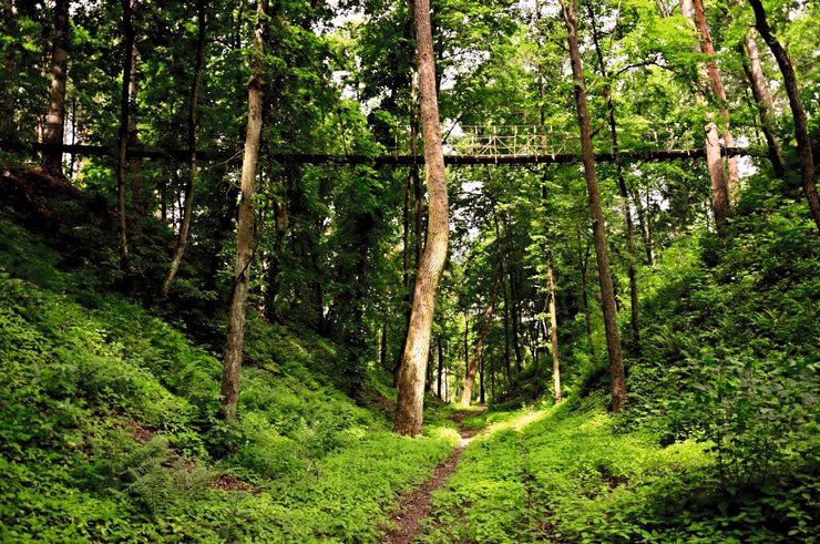 парк природи Беремицьке, Чернігівщина, прогулянка по лісі