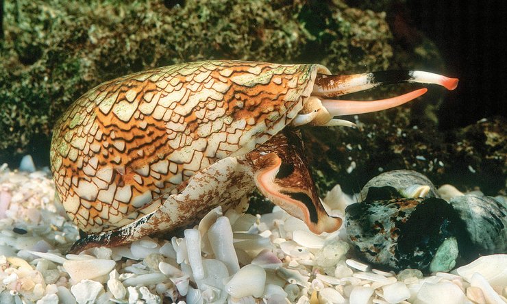 ядовитая улитка, конус географический, ядовитые зубы