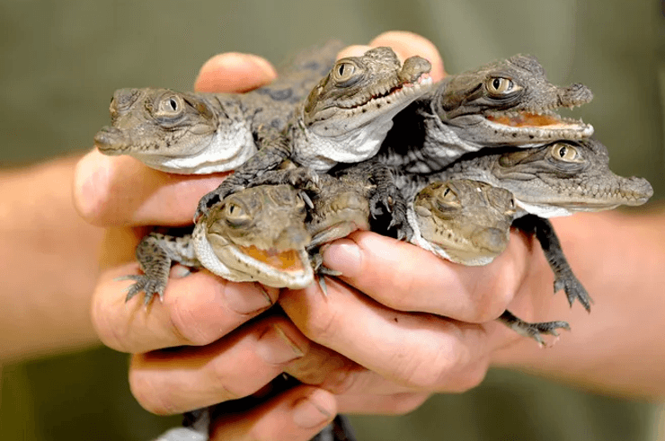 Крокодил, острорылые крокодилы на АЭС, ядерные крокодилы, рептилии, электростанция, редкий вид, команда биологов