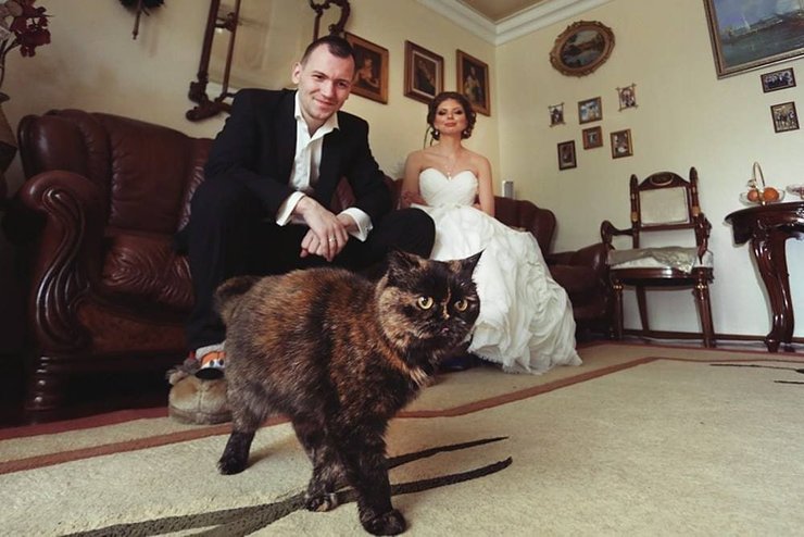 Наслідки ракетного удару, Дніпро, кішка квартира,