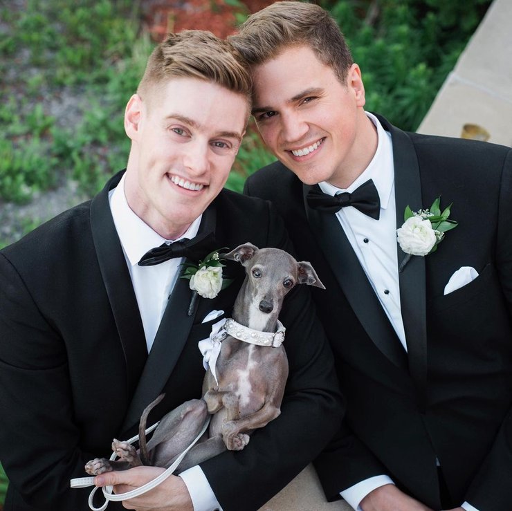 Тика, левретка, собака