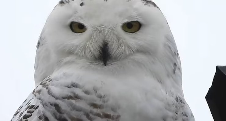 снежная сова
