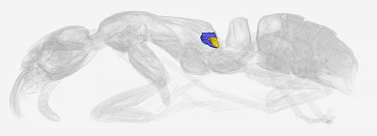 муравьи антибиотики железы