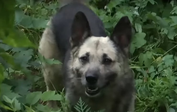 Бармалей, собака, спасение,